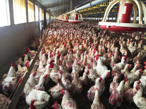 Farm of hens and roosters destined to the production of fertilized eggs to give broilers