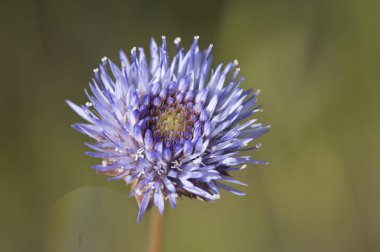 Jasione montana koyun biraz uyuz oldukça mor mavi çiçek aile Campanulaceae