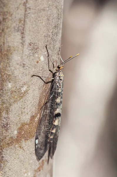 Megistopus flavicornis драгоценные виды семейства Neuroptera, сидящие и имитирующие ветвь — стоковое фото