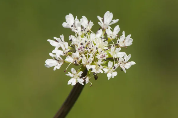 Oenanthe cf crocata water dropwort toxic white-flowering shrub that appears near streams and bodies of water — Stock Photo, Image