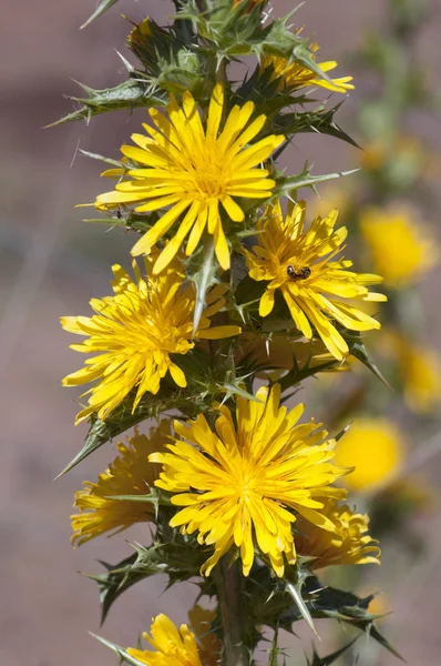 Scolymus hispanicus o cardo de ostra comum dourado ou espanhol planta comestível com flores amarelas chamado tagarnina na Espanha — Fotografia de Stock