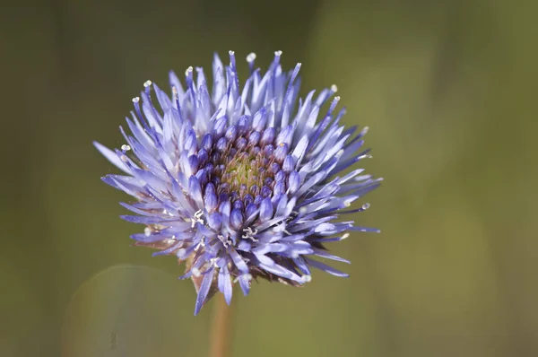 Jasione montana koyun biraz uyuz oldukça mor mavi çiçek aile Campanulaceae — Stok fotoğraf