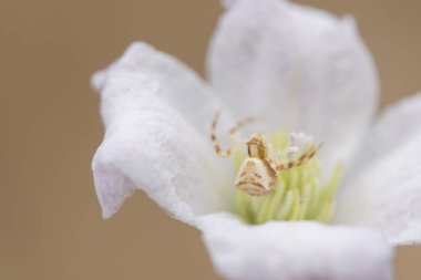 Clematis campaniflora ve Thomisus onustus küçük beyaz örümcek çiçeğin merkezinde avını takip