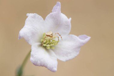 Clematis campaniflora ve Thomisus onustus küçük beyaz örümcek çiçeğin merkezinde avını takip
