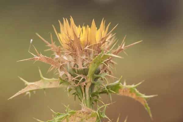 Carlina hispanica Cluster Carline Distel Gelbe Distel sehr häufig im Spätsommer in Andalusien — Stockfoto