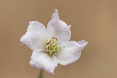 Clematis campaniflora ve Thomisus onustus küçük beyaz örümcek çiçeğin merkezinde avını takip