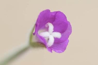 Epilobium hirsutum büyük, büyük tüylü veya kıllı söğütherb orta ölçekli bitki ile güzel koyu pembe çiçekler akarsu ve nehirler yakınında ortak