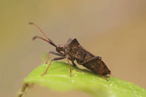 Coreus marginatus l'anatra insetto comune grande insetto sulle piante vicino ai corsi d'acqua — Foto Stock