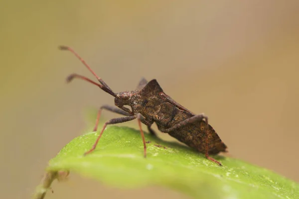 Coreus marginatus de eend bug vaak grote bug op planten in de buurt van streams — Stockfoto