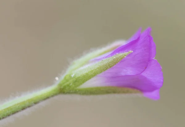 Epilobium hirsutum wielki, wielki włochaty lub włochaty Postojak średniej wielkości roślin z pięknymi ciemnoróżowe kwiaty wspólne w pobliżu strumieni i rzek — Zdjęcie stockowe