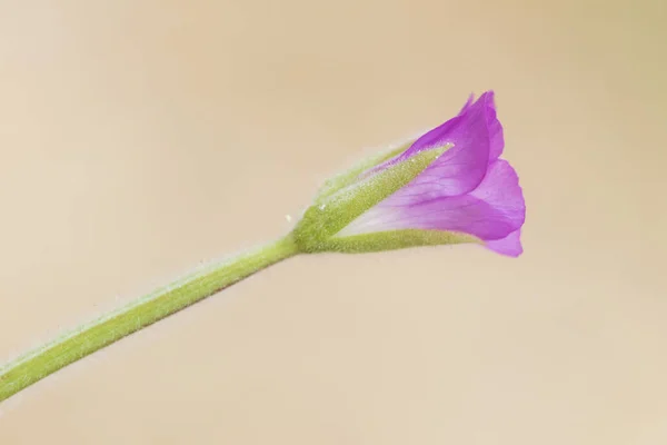 Epilobium hirsutum la gran, gran peludo o peludo willowherb planta de tamaño mediano con hermosas flores de color rosa oscuro comunes cerca de arroyos y ríos — Foto de Stock