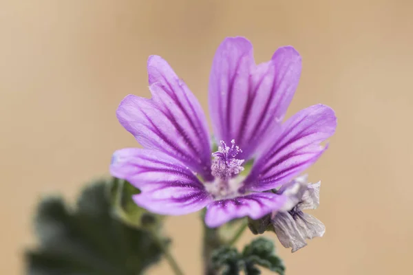 Malva sylvestris común, madera, árbol o malva alta, planta muy común en cualquier terreno muy nitrógeno con grandes flores malvas —  Fotos de Stock