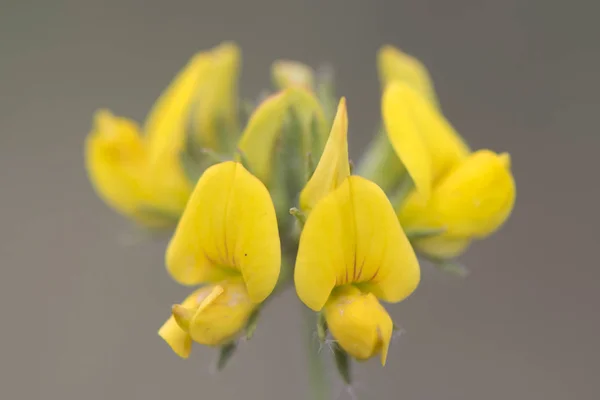 Lotus oliginosus Greater Bird's Foot Trefoil lovely legume with intense yellow flowers in a group of five — Stock Photo, Image