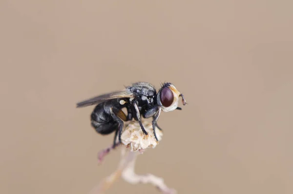 Bicolor Μελανοστόμα μικρό αιωρούμενη μύγα μικροσκοπικό έντομο σκαρφαλωμένο στην κορυφή ενός φυτού Λακτουνά — Φωτογραφία Αρχείου