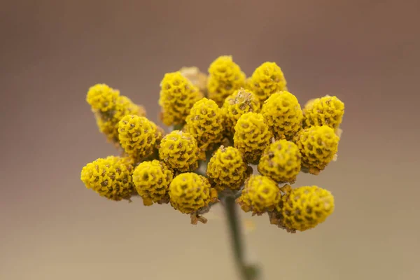 Achillea ageratum Mace, рослина солодкої вагітності родини Compositae з дрібними жовтими квітами — стокове фото