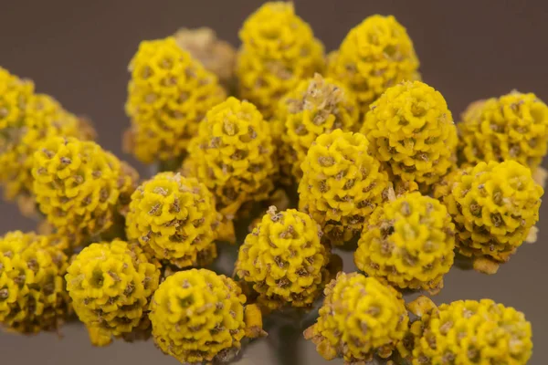 Achillea ageratum Mace, küçük sarı çiçeklerile Compositae ailesinin Tatlı-nancy bitki — Stok fotoğraf