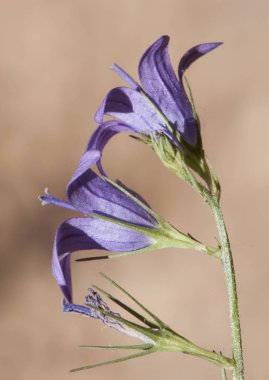 Campanula rapunculus rampion bellflower, rampion, ya da uzun çiçek çubuklar ve mor mavi çiçekler ile Campanula rover bellflower türleri