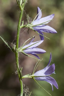 Campanula rapunculus rampion bellflower, rampion, ya da uzun çiçek çubuklar ve mor mavi çiçekler ile Campanula rover bellflower türleri