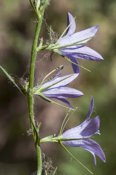 Dzwonek rapunkuł Rampion Bellflower, Rampion, lub Rover Bellflower gatunków Campanula z wydłużone kwiatowe pręty i fioletowe kwiaty niebieskie — Zdjęcie stockowe
