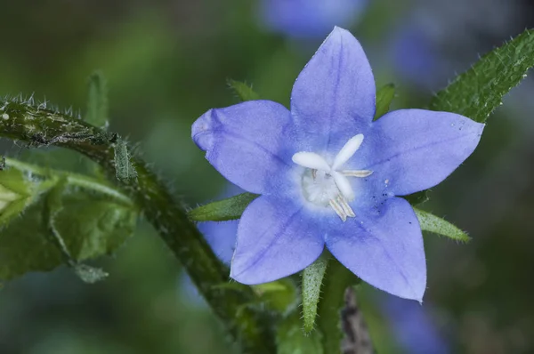 Campanula primulifolia Espanhol Bellflower planta selvagem muito rara com grandes flores roxas azuis — Fotografia de Stock