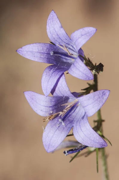 Campanula rapunculus rampion bellflower, rampion, o rover bellflower especies de Campanula con varillas florales alargadas y flores de color azul púrpura —  Fotos de Stock