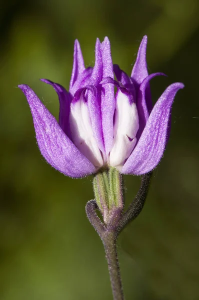 Cephalanthera rubra kırmızı helleborine yoğun pembe veya mor renk çiçeklerin yabani orkide — Stok fotoğraf