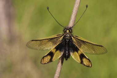 Libelloides longicornis Yalnız madenci arı etkileyici ve güzel orta ölçekli böcek bir yusufçuk benzeyen ama sipariş Neuroptera olduğunu