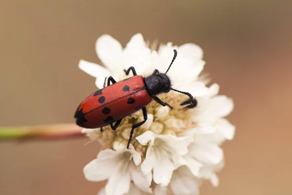 小尺寸、红色和黑色的甲壳虫在春天容易看到在花上觅食 — 图库照片