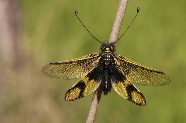 Libelloides longicornis Одиночна мінеральна бджола вражаюча і красива комаха середнього розміру, що нагадує бабка, але має порядок Neuroptera — стокове фото