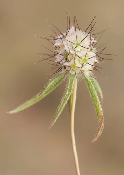 Fruits des espèces Scabiosa avec l'apparition de cellules en plastique — Photo