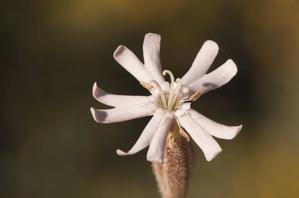 Silene türleri pembe çiçek ve yıldız yönü — Stok fotoğraf