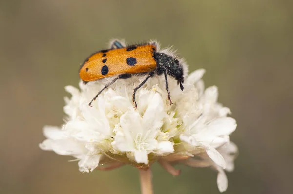 Trichodes octopunctatus Käfer sehr häufig fressen alle Arten von Blumen im Frühjahr — Stockfoto