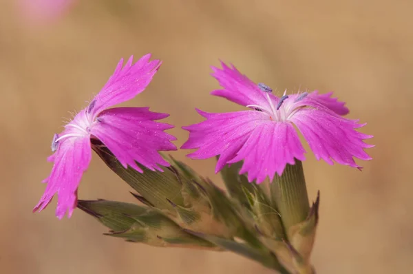 Dianthus Art Wild nejlika av intensiv rosa färg — Stockfoto