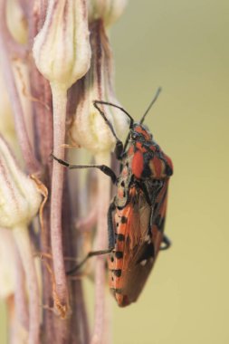 Spilostethus pandurus tohumları böcek Urginea maritima tünemiş