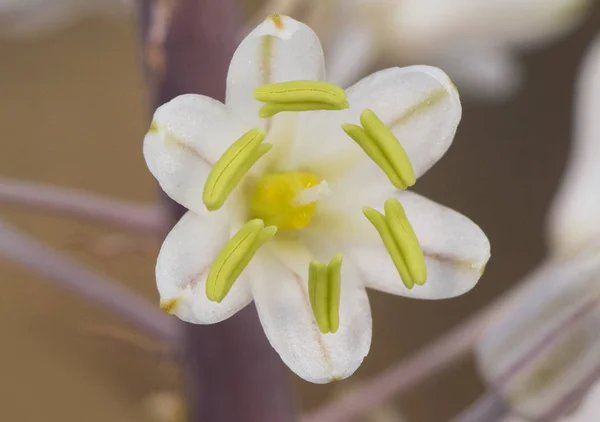 Urbinea maritima planta con hermosas flores blancas con estambres amarillos o verdes que florecen a finales del verano —  Fotos de Stock