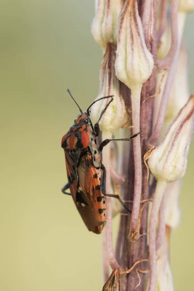 Spilostethus pandurus samen Wanze hockt auf urginea maritima — Stockfoto