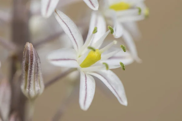 Urbinea maritima planta con hermosas flores blancas con estambres amarillos o verdes que florecen a finales del verano —  Fotos de Stock
