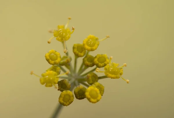 Fennel flower forming small yellow umbels