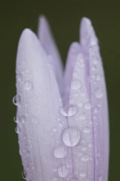 Colchicum lusitanum prairie de crocus d'automne safran ou dame nue est une belle fleur d'automne mauve rose toxique malgré sa beauté — Photo