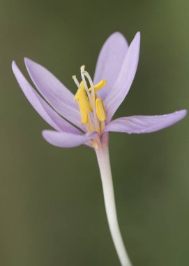 Colchicum lusitanum sonbahar çiğdem çayır safran veya çıplak bayan güzel bir toksik pembe mor sonbahar çiçeği güzelliğine rağmen