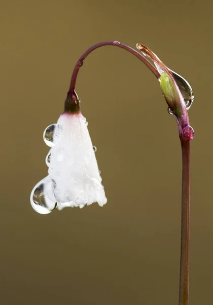 Leucojum otoñal el Otoño Copo de nieve pequeña flor de otoño blanco con aspecto delicado — Foto de Stock