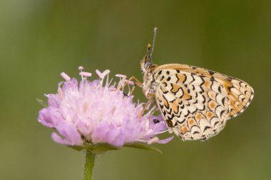 Melitaea cf. Deione Provensal fritillary kelebek uyku ve gün doğumunda Knatuia çiçek tünemiş