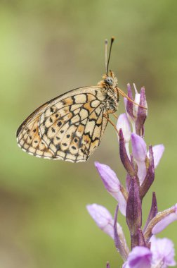 Brenthis hecate Twin Spot Fritillary güzel kelebek bitki tünemiş günün erken uyku fotoğraflandı