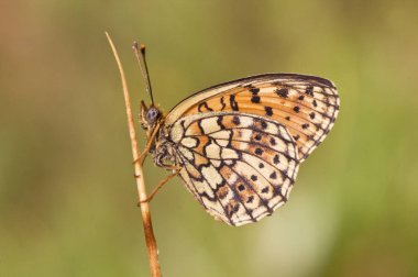 Brenthis hecate Twin Spot Fritillary güzel kelebek bitki tünemiş günün erken uyku fotoğraflandı