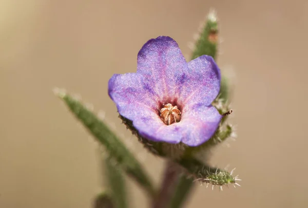 Lithodora fruticosa cespuglio cespuglio cespuglio arbustivo dell'area mediterranea con piccoli fiori blu rosa — Foto Stock