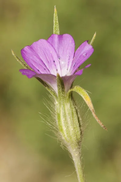 Agrostemma githago Gemeine Herzmuschel schöne lila oder rosa Blütenpflanze mit behaartem Kelch — Stockfoto