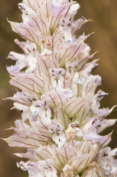 Nepeta cf tuberosa beautiful high-rise plant with purple or pink florets — Stock Photo, Image