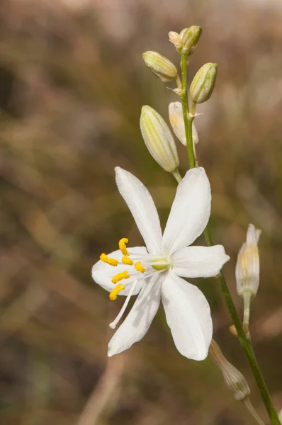 Anthericum maurum güzel beyaz çiçek bitki uzun sopalarla büyüyen — Stok fotoğraf