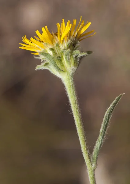 Pilosella espécie flor amarela da família Compositae com caules muito peludos e folhas — Fotografia de Stock