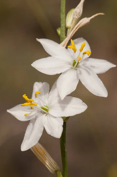 Anthericum maurum hermosa planta de tamaño mediano con palos altos y hermosas flores blancas —  Fotos de Stock